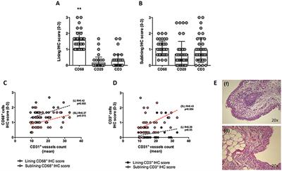 Synovial Predictors of Differentiation to Definite Arthritis in Patients With Seronegative Undifferentiated Peripheral Inflammatory Arthritis: microRNA Signature, Histological, and Ultrasound Features